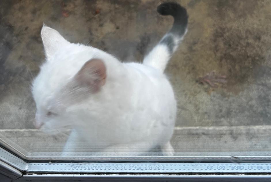 Fundmeldung Katze Unbekannt Locminé Frankreich