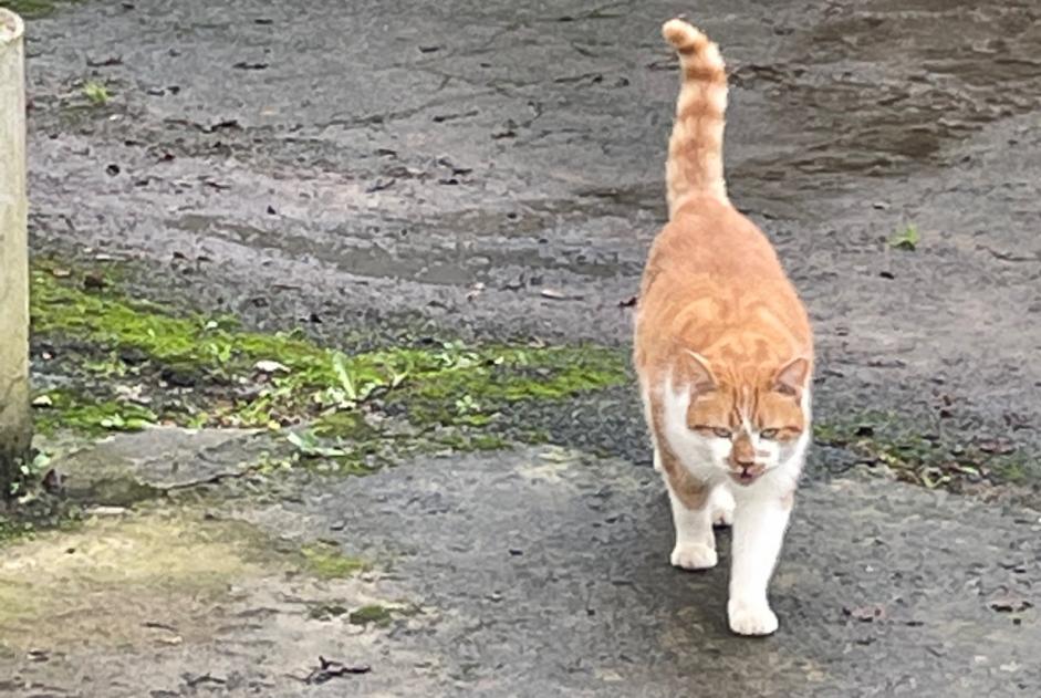 Fundmeldung Katze rassenmischung Männliche Marzan Frankreich