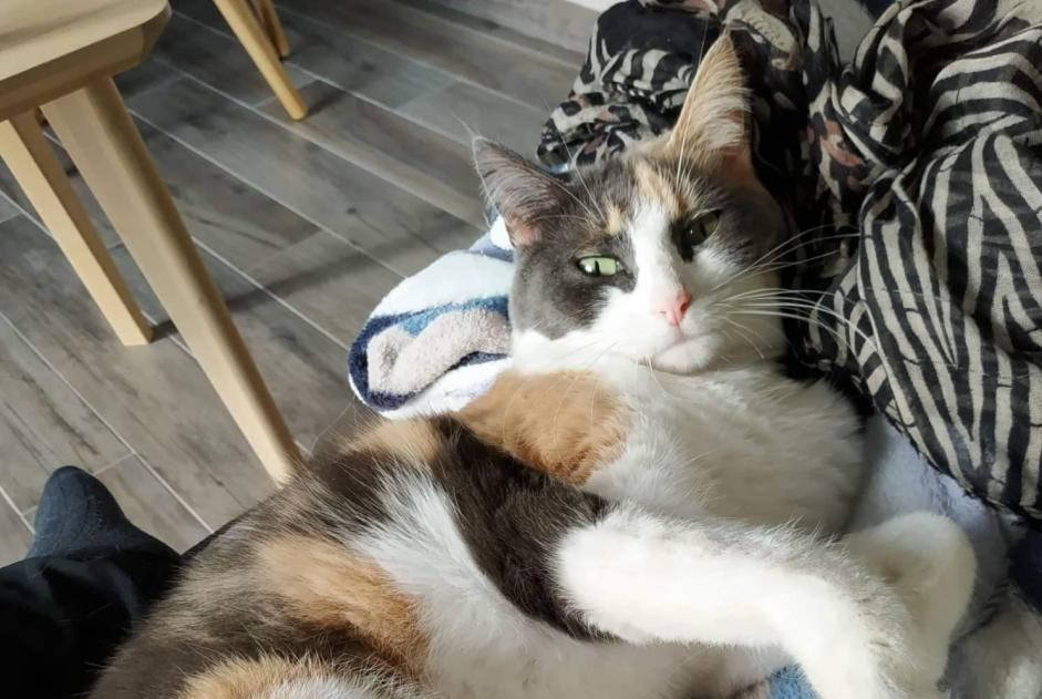 Vermisstmeldung Katze Weiblich , 8 jahre Férel Frankreich
