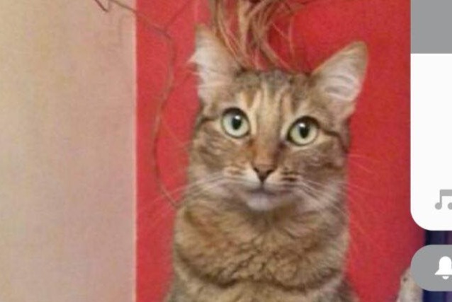 Vermisstmeldung Katze rassenmischung Weiblich , 12 jahre Pontivy Frankreich
