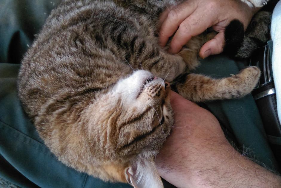 Vermisstmeldung Katze  Männliche , 15 jahre Kervignac Frankreich