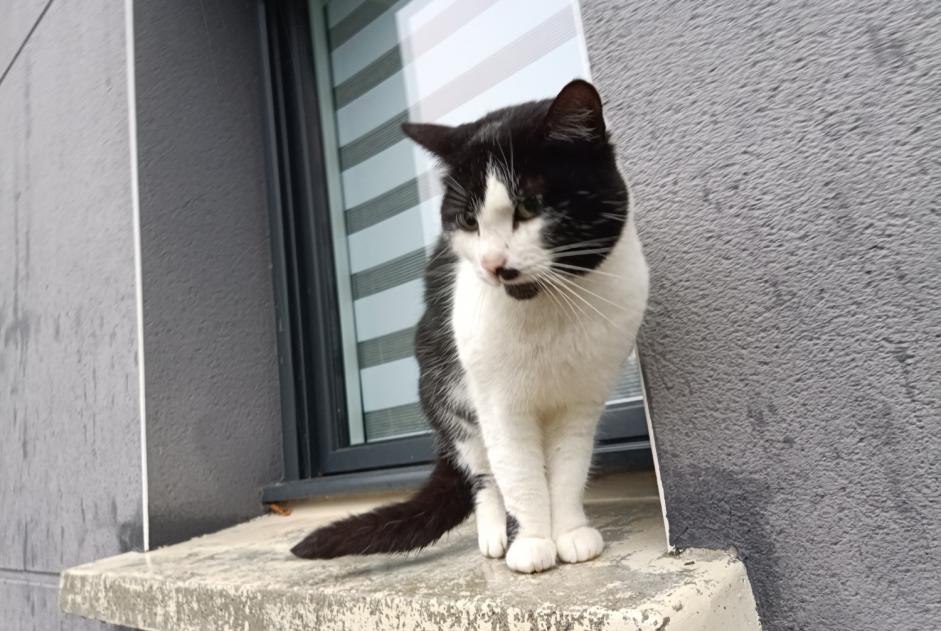 Discovery alert Cat Unknown Pontivy France