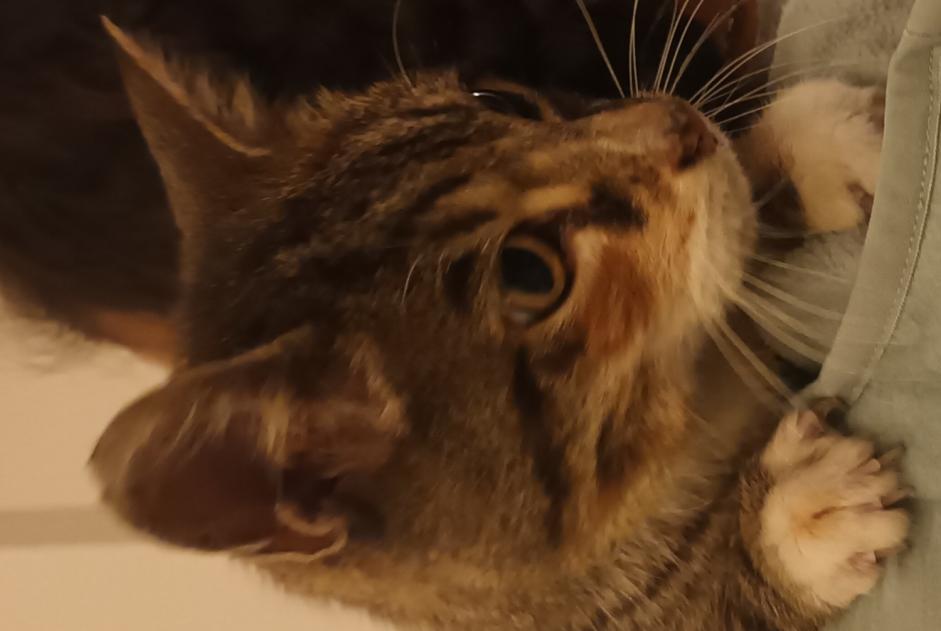 Discovery alert Cat Female Surzur France