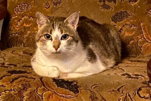 Disappearance alert Cat Female , 4 years Maizières France