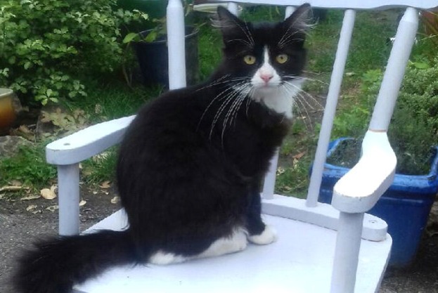 Disappearance alert Cat  Male , 2 years La Trinité-Surzur France