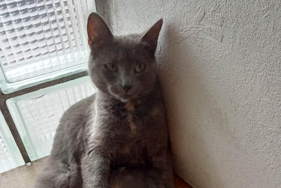 Disappearance alert Cat Female , 2 years Vannes France
