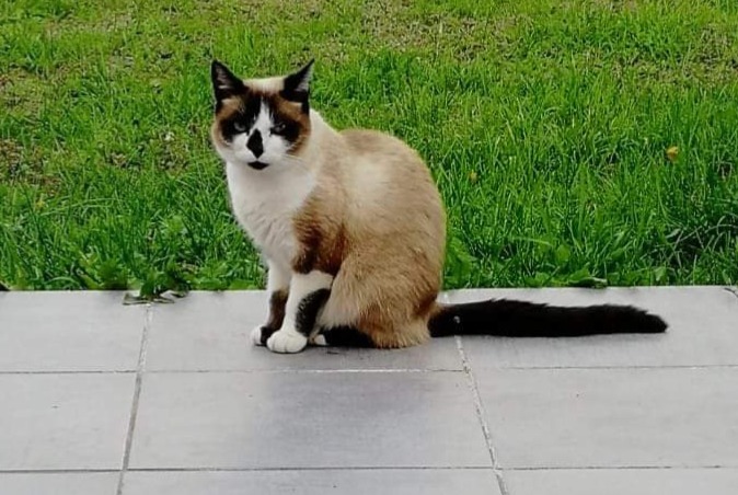 Disappearance alert Cat miscegenation Female , 5 years Damgan France