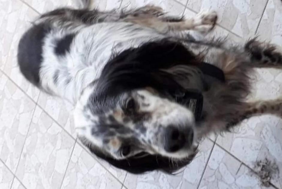 Disappearance alert Dog  Female , 11 years Réguiny France