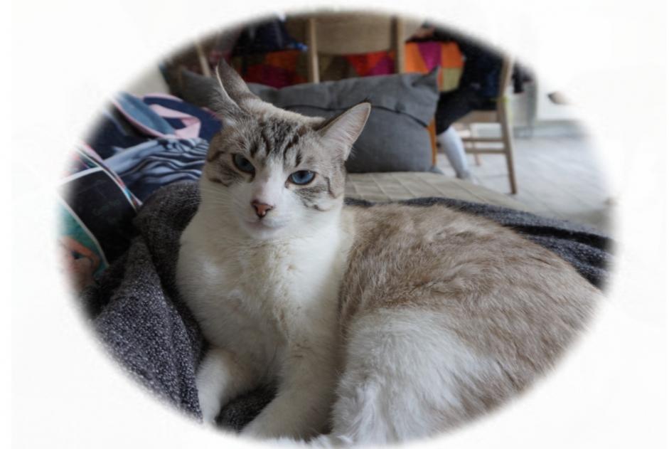 Alerta de Desaparición Gato Macho , 4 años Lanester Francia Alerta de Desaparición Gato Macho , 4 años Lanester Francia