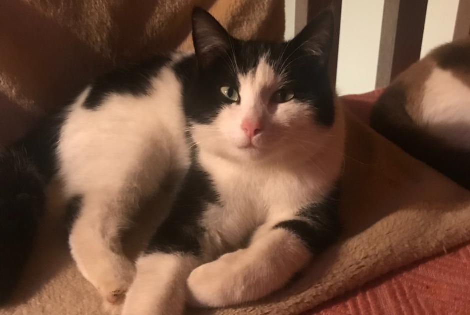 Alerta de Desaparición Gato Macho , 1 años Cléguérec Francia Alerta de Desaparición Gato Macho , 1 años Cléguérec Francia