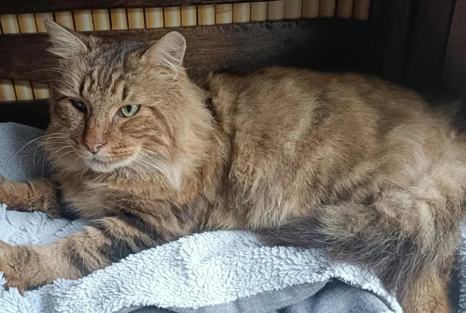 Alerta de Hallazgo Gato Macho Réminiac Francia