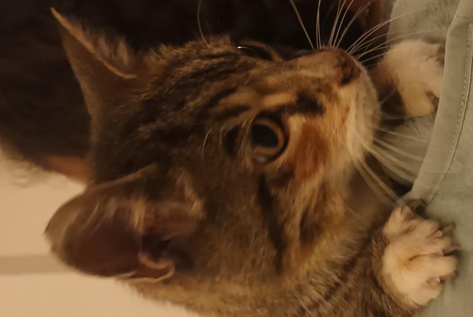 Alerta de Hallazgo Gato Hembra Surzur Francia