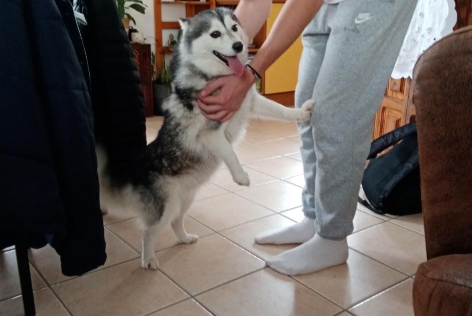 Alerta de Desaparición Perro cruce Hembra , 3 años Saint-Avé Francia