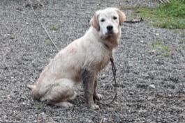 Alerta de Hallazgo Perro  Macho Saint-Gérand-Croixanvec Francia