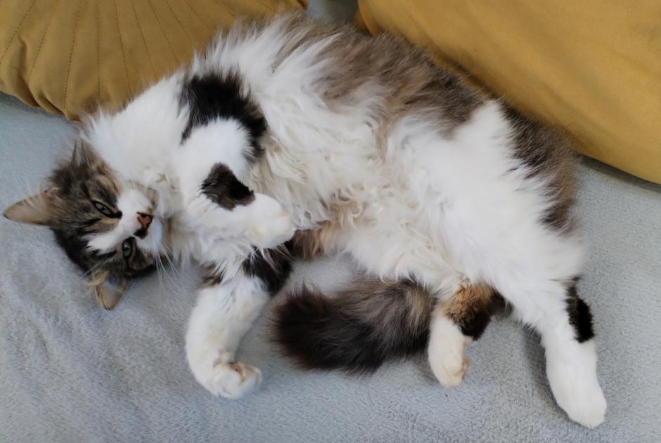 Alerte Disparition Chat croisement Mâle , 4 ans Lanester France Alerte Disparition Chat croisement Mâle , 4 ans Lanester France