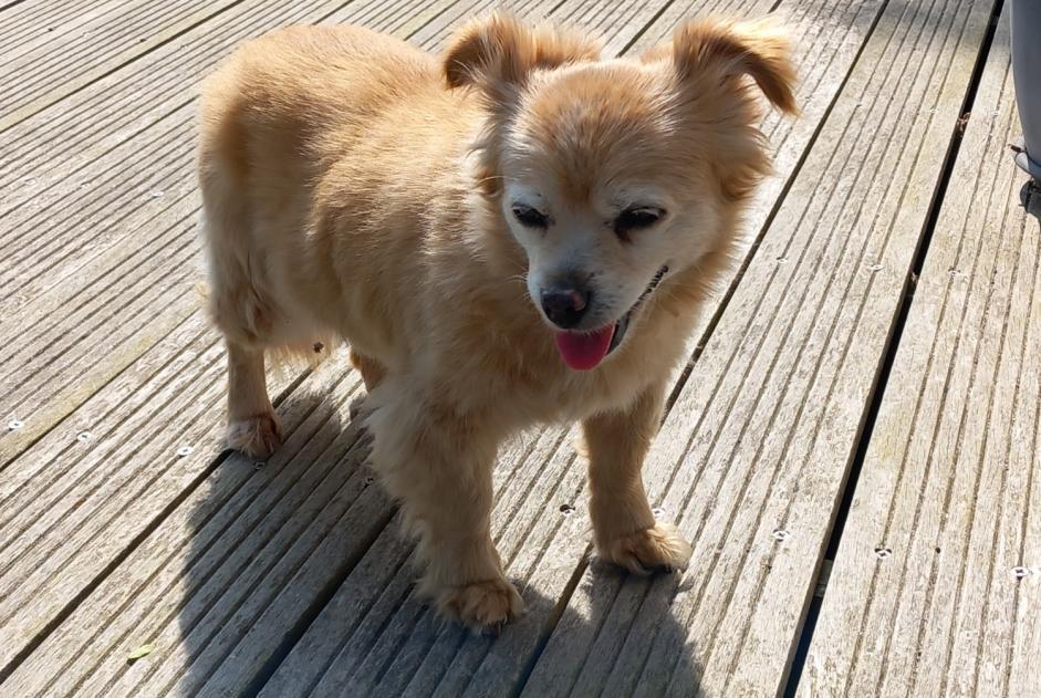Alerte Découverte Chien Inconnu Auray France