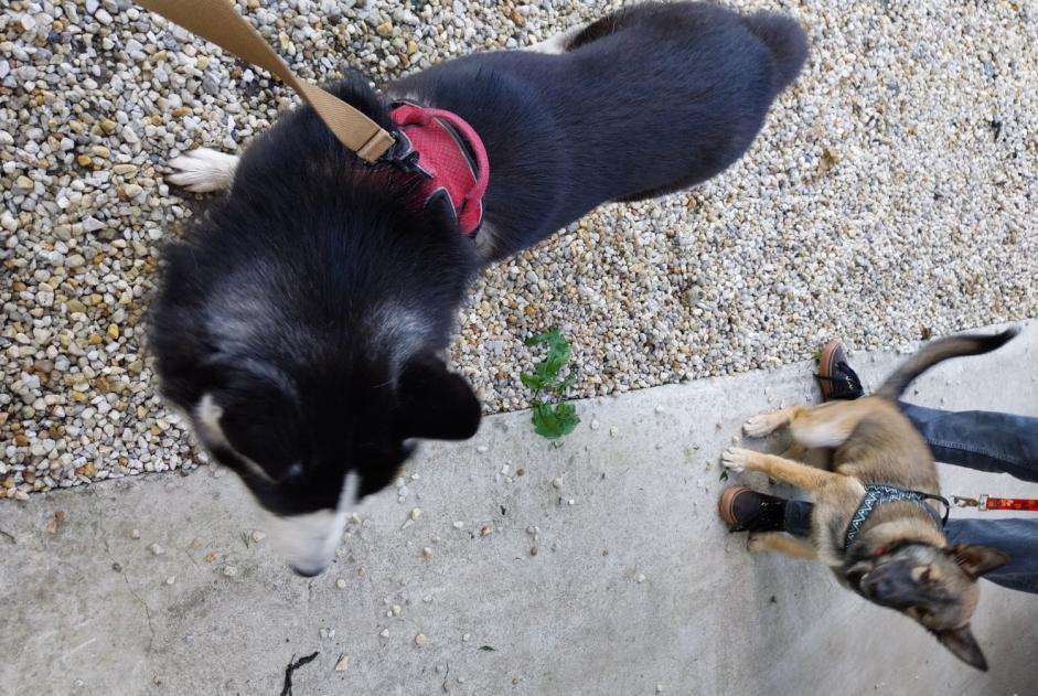 Alerte Découverte Chien  Mâle Sainte-Anne-d'Auray France