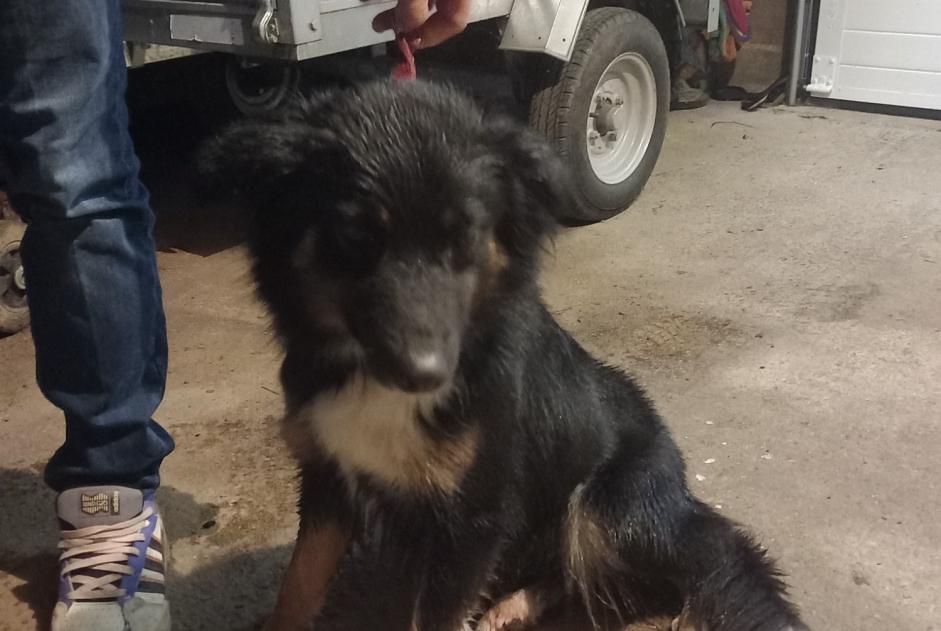 Alerte Découverte Chien Femelle Gourin France