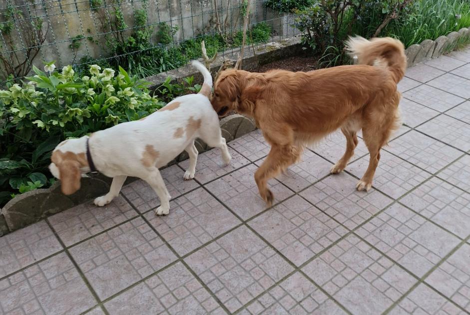 Alerte Découverte Chien Femelle Ploemeur France Alerte Découverte Chien Femelle Ploemeur France