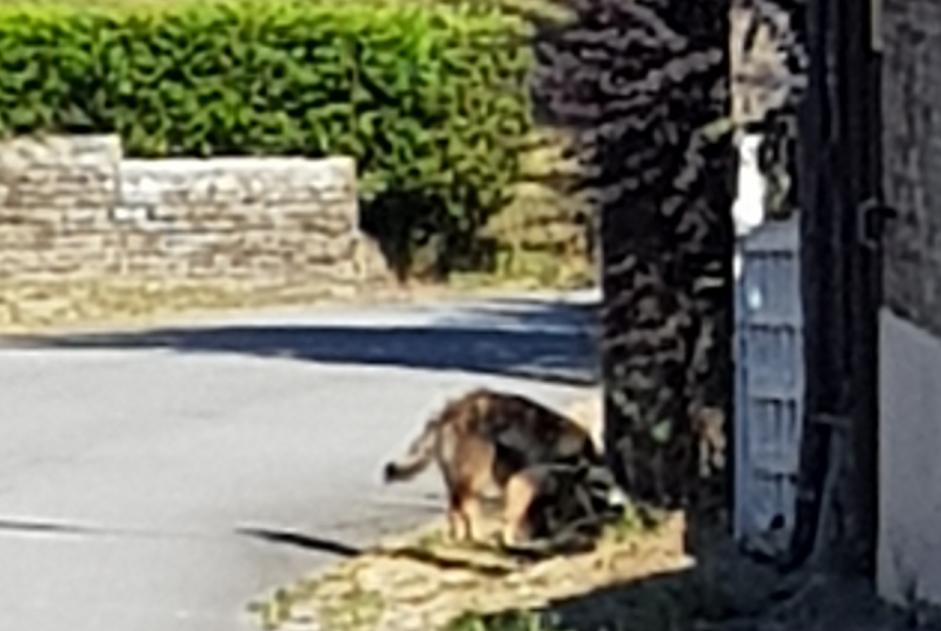 Ontdekkingsalarm Hond  Onbekend Guégon Frankrijk