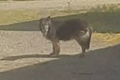 Ontdekkingsalarm Hond Onbekend Colpo Frankrijk