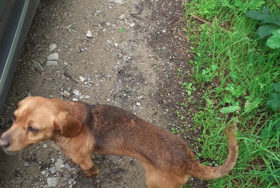 Ontdekkingsalarm Hond rassenvermenging Mannetje Surzur Frankrijk