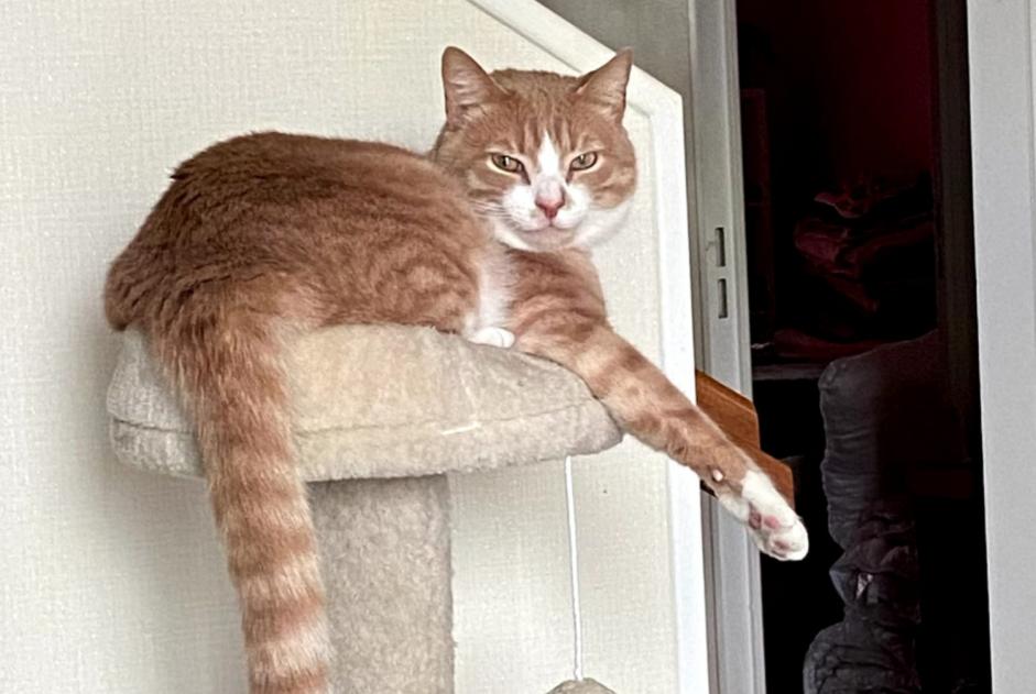 Alerta desaparecimento Gato cruzamento Macho , 3 anos Carentoir France Alerta desaparecimento Gato cruzamento Macho , 3 anos Carentoir France