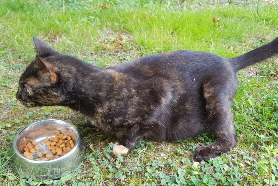 Alerta descoberta Gato Fêmea Pluneret France