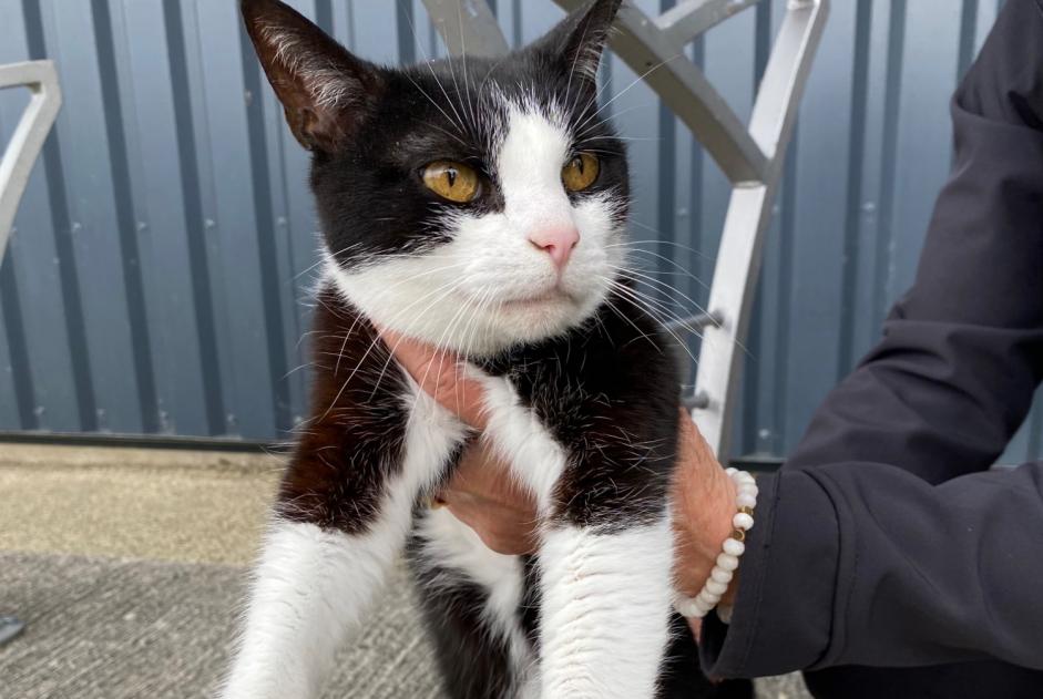 Alerta descoberta Gato  Fêmea Arzon France